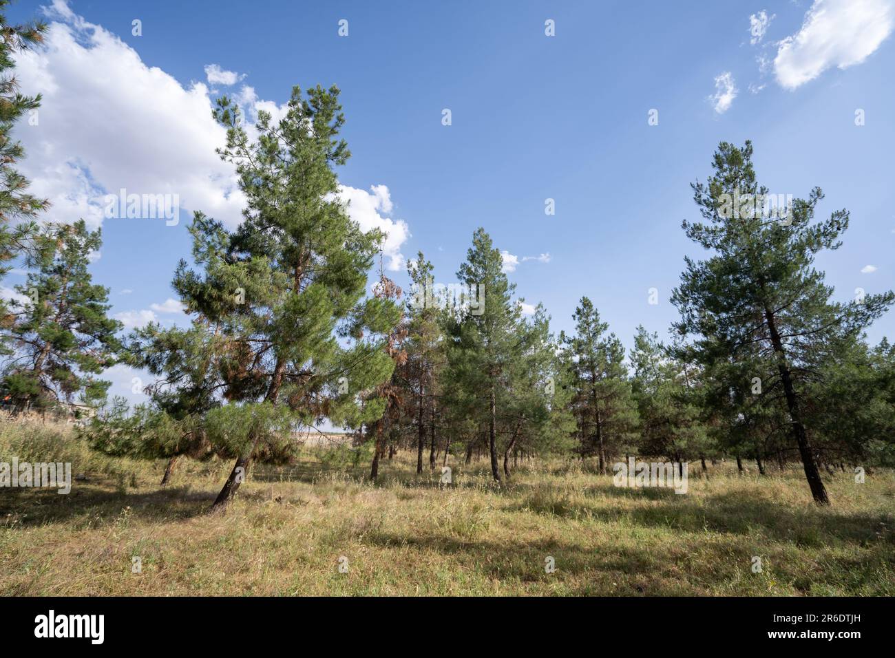Pine trees and clouds in the forest Stock Photo - Alamy