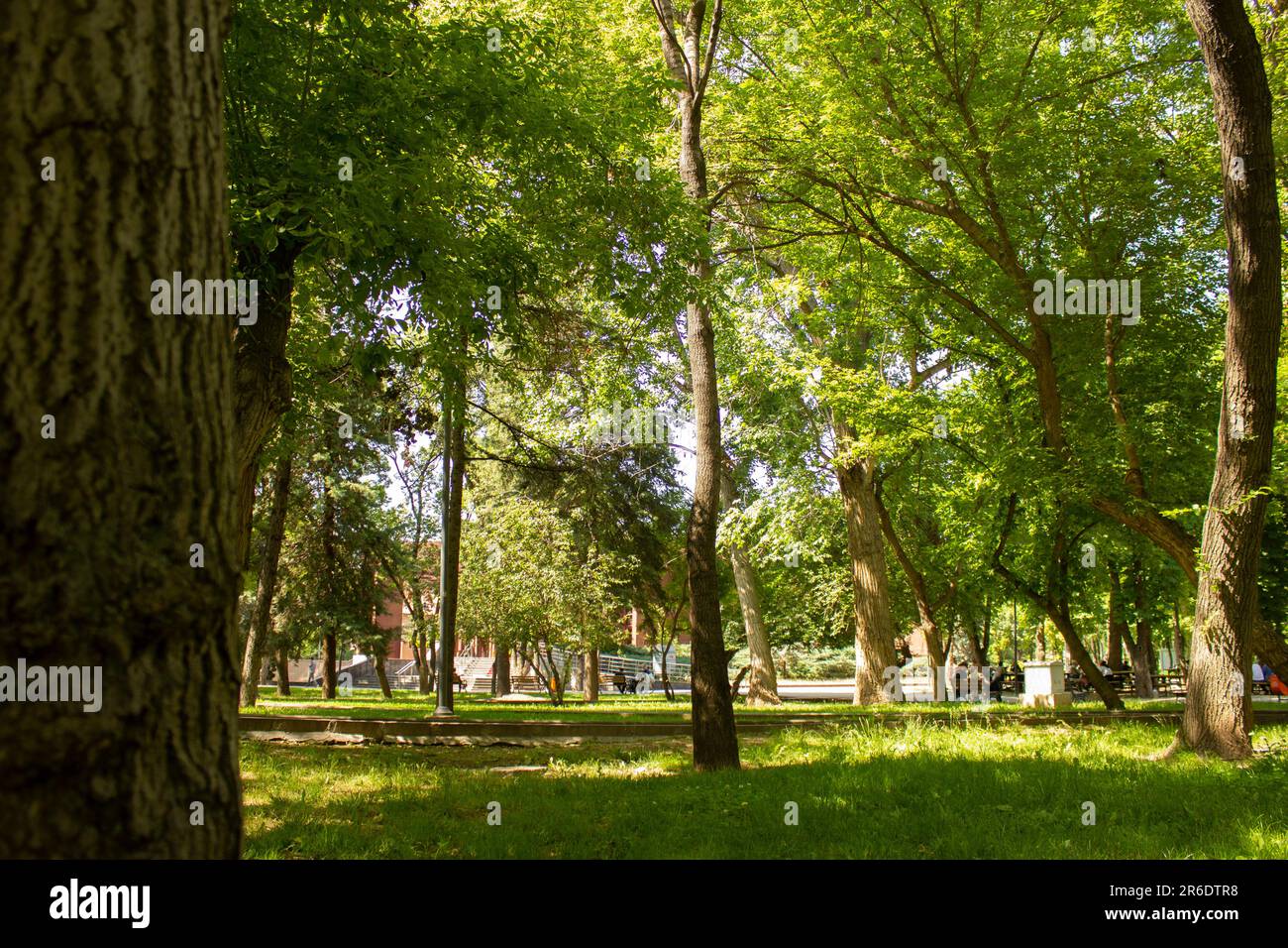 Green lawns and beautiful trees in the park. People are relaxing. Freshness, summer, sunshine and sky. Stock Photo