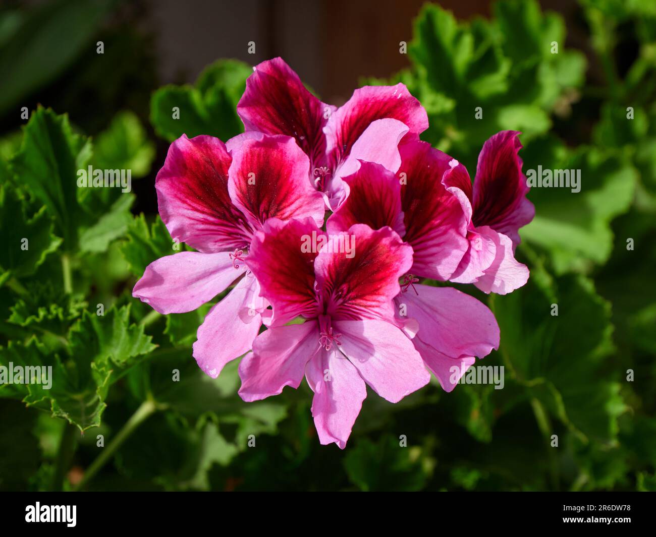 Pelargonium grandiflorum (Geráneo Pensamiento) Stock Photo