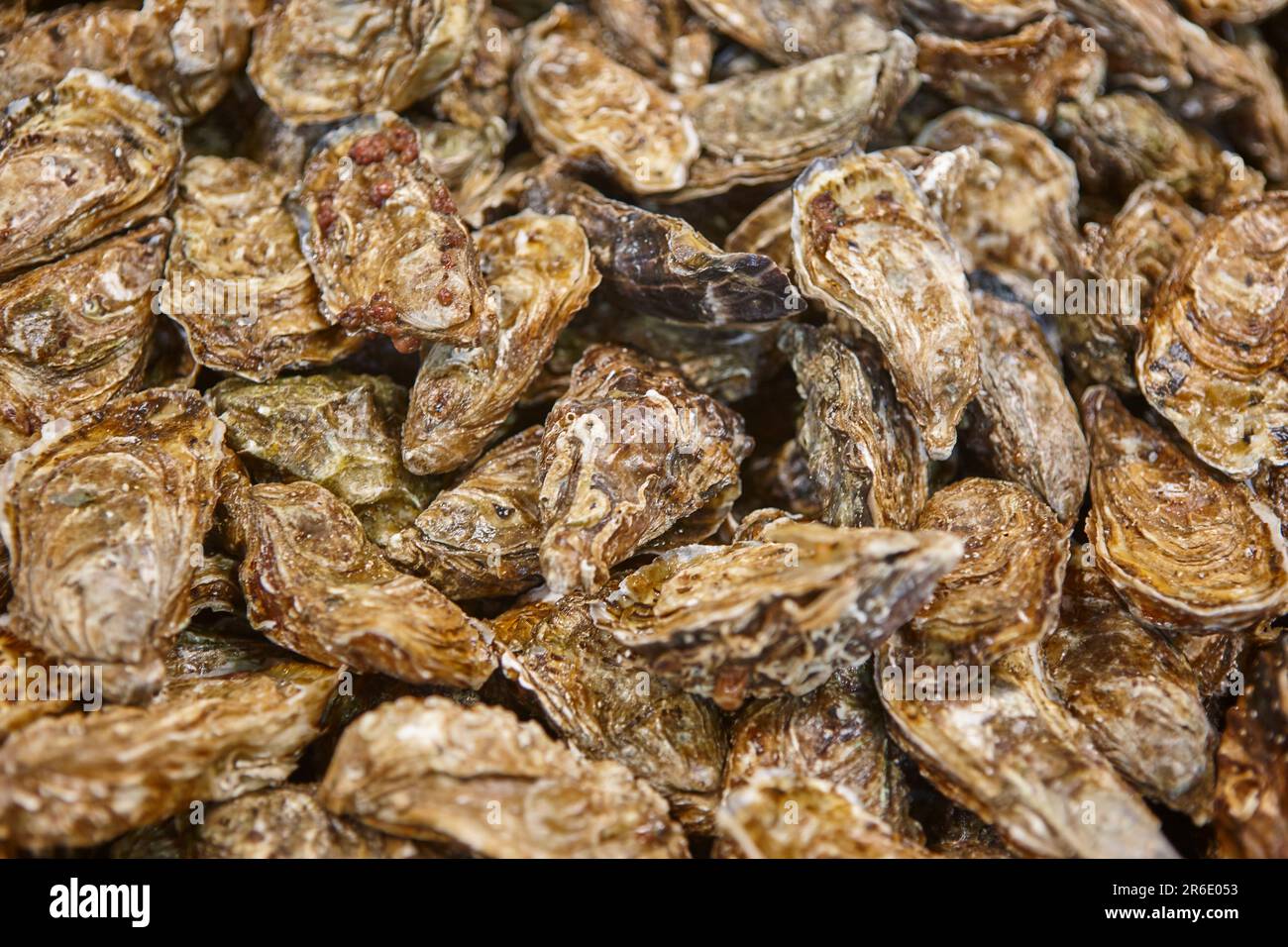 Oysters in Arcachon bay. Delicatessen see food in Aquitaine. France