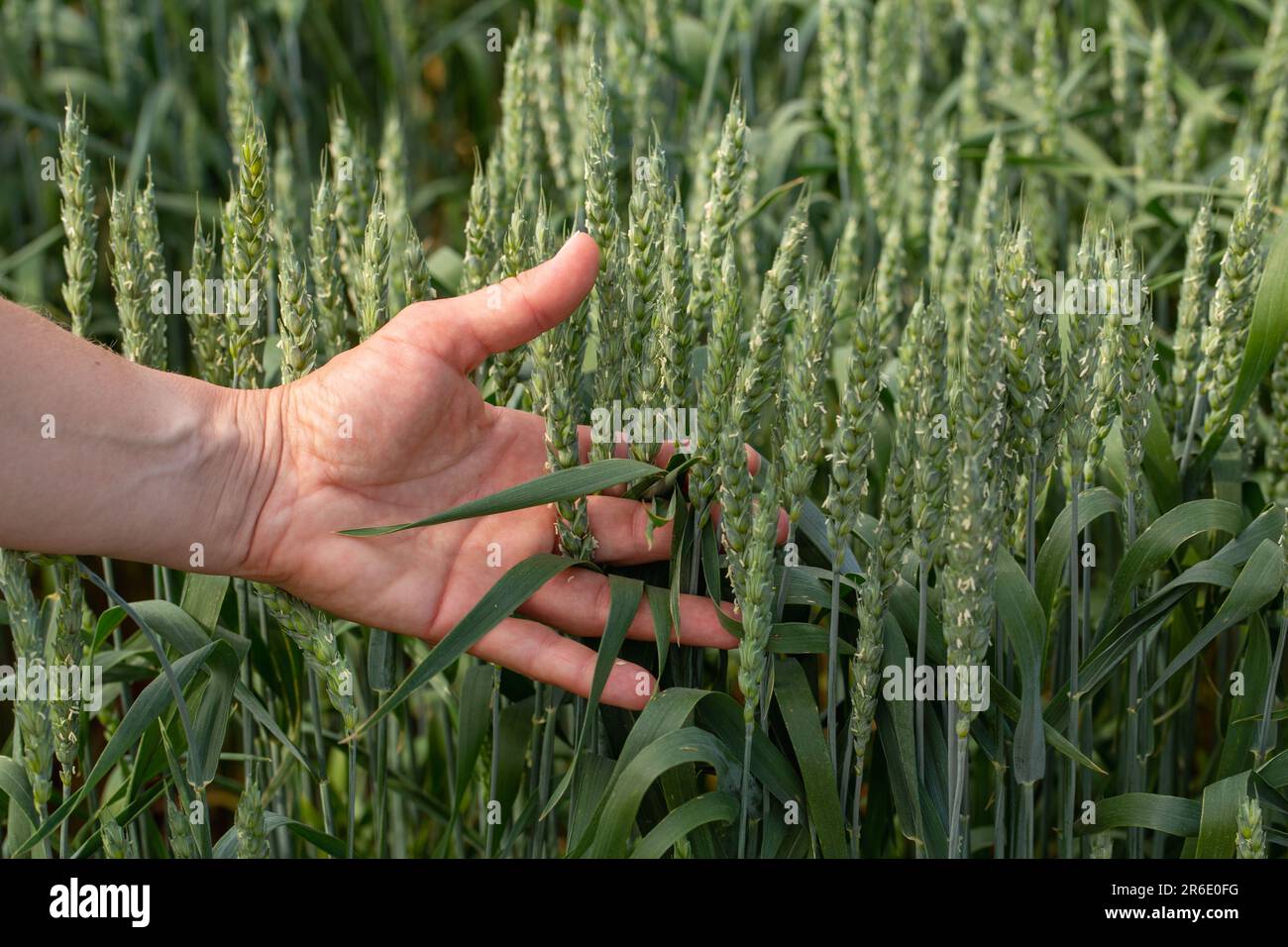 Young man touching wheat ears hi-res stock photography and images - Alamy