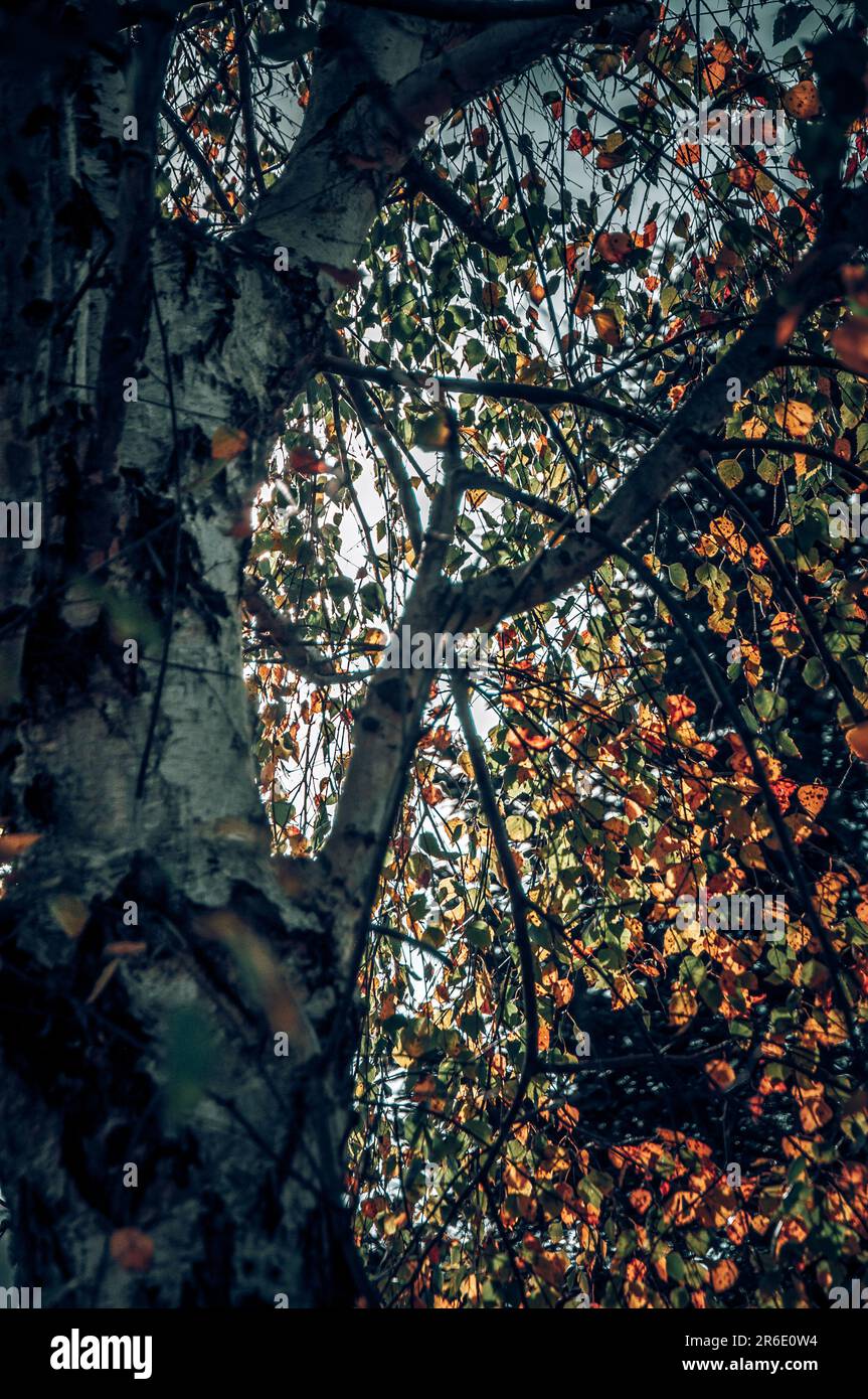 Tree canopy filtered sunlight hi-res stock photography and images - Alamy