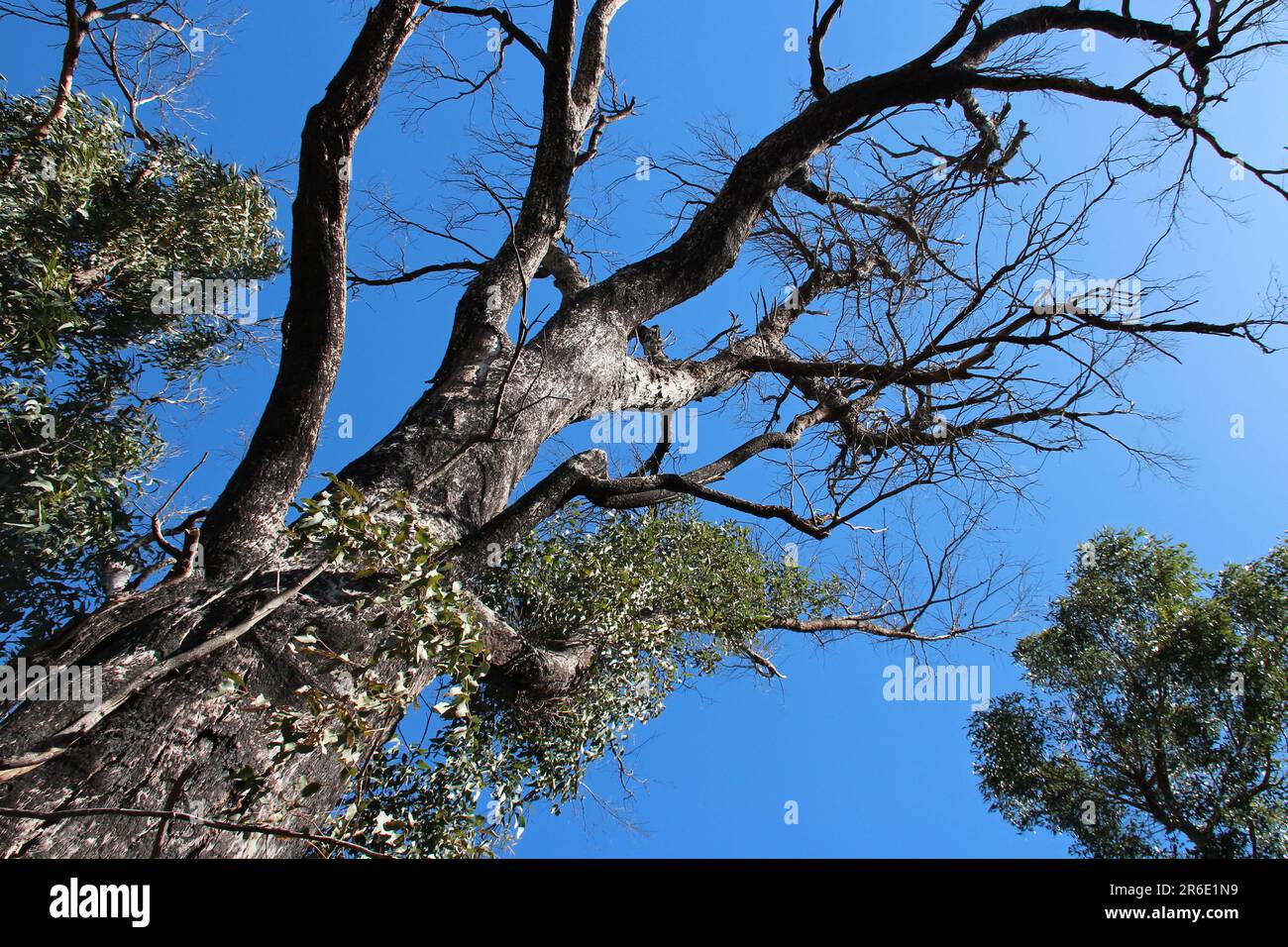 gum tree (?) in australia Stock Photo Alamy