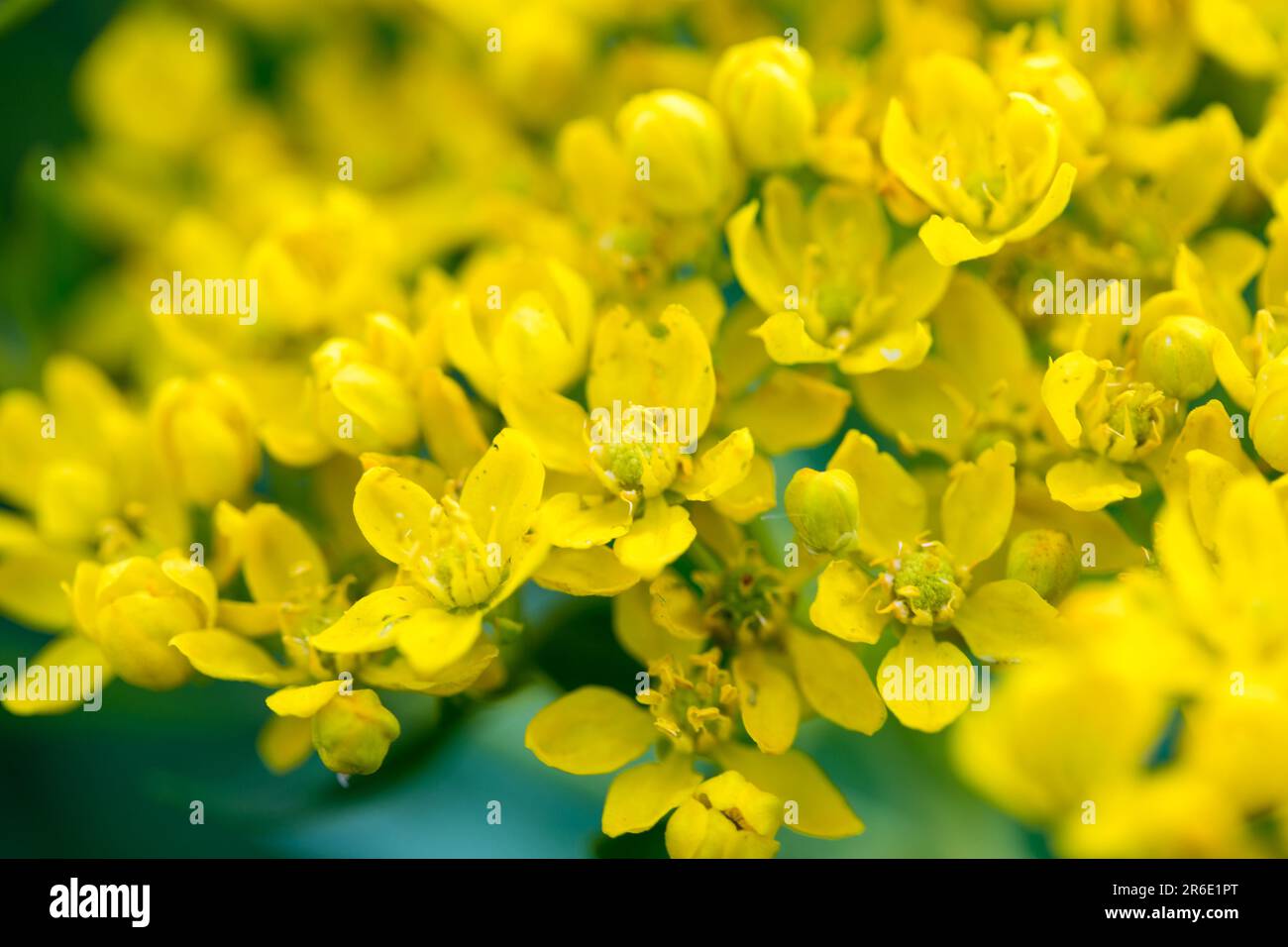 Yellow flowers are not a summer meadow. Natural background of plants. Stock Photo