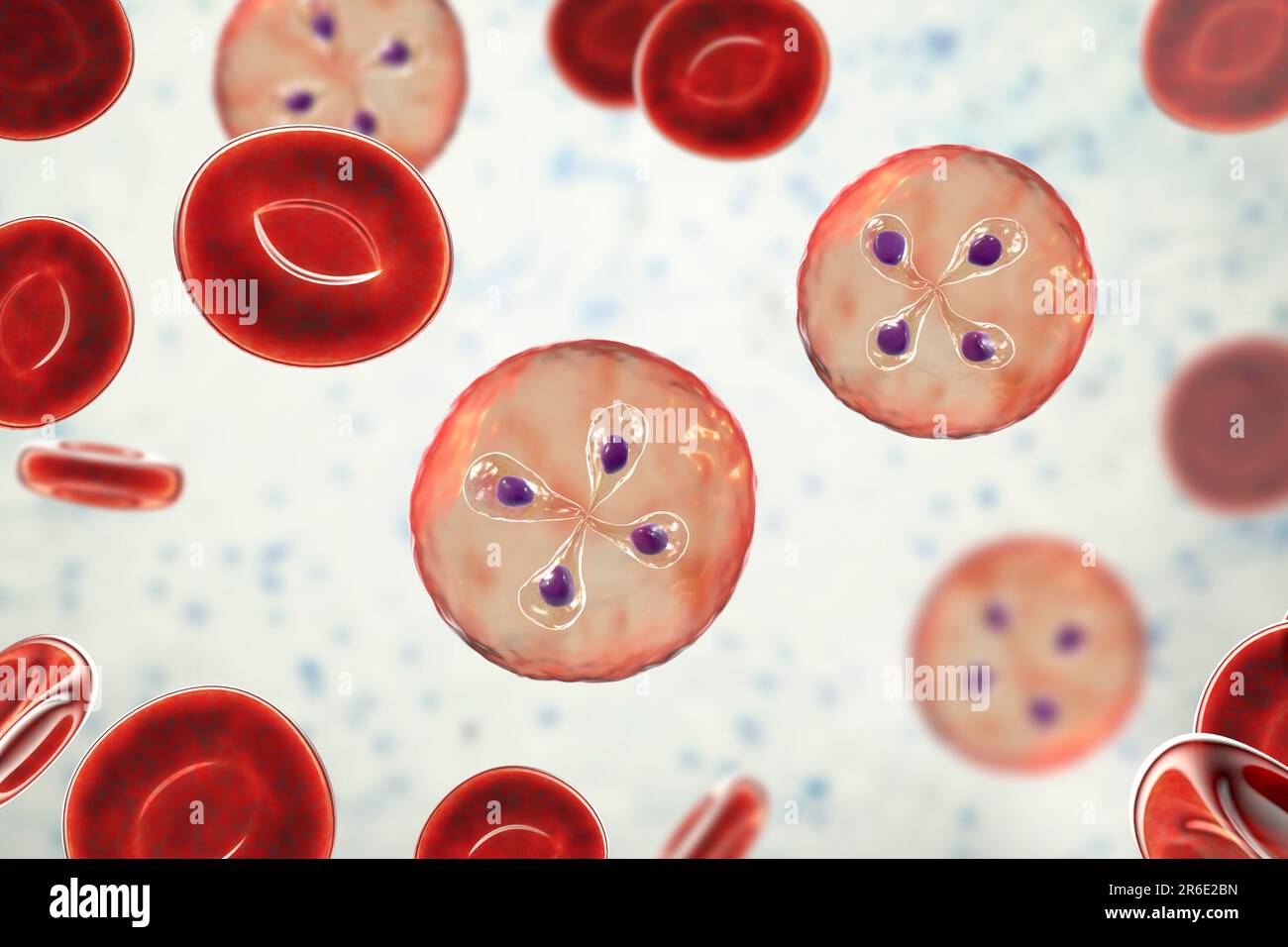 Babesia parasites inside red blood cell, computer illustration. This is