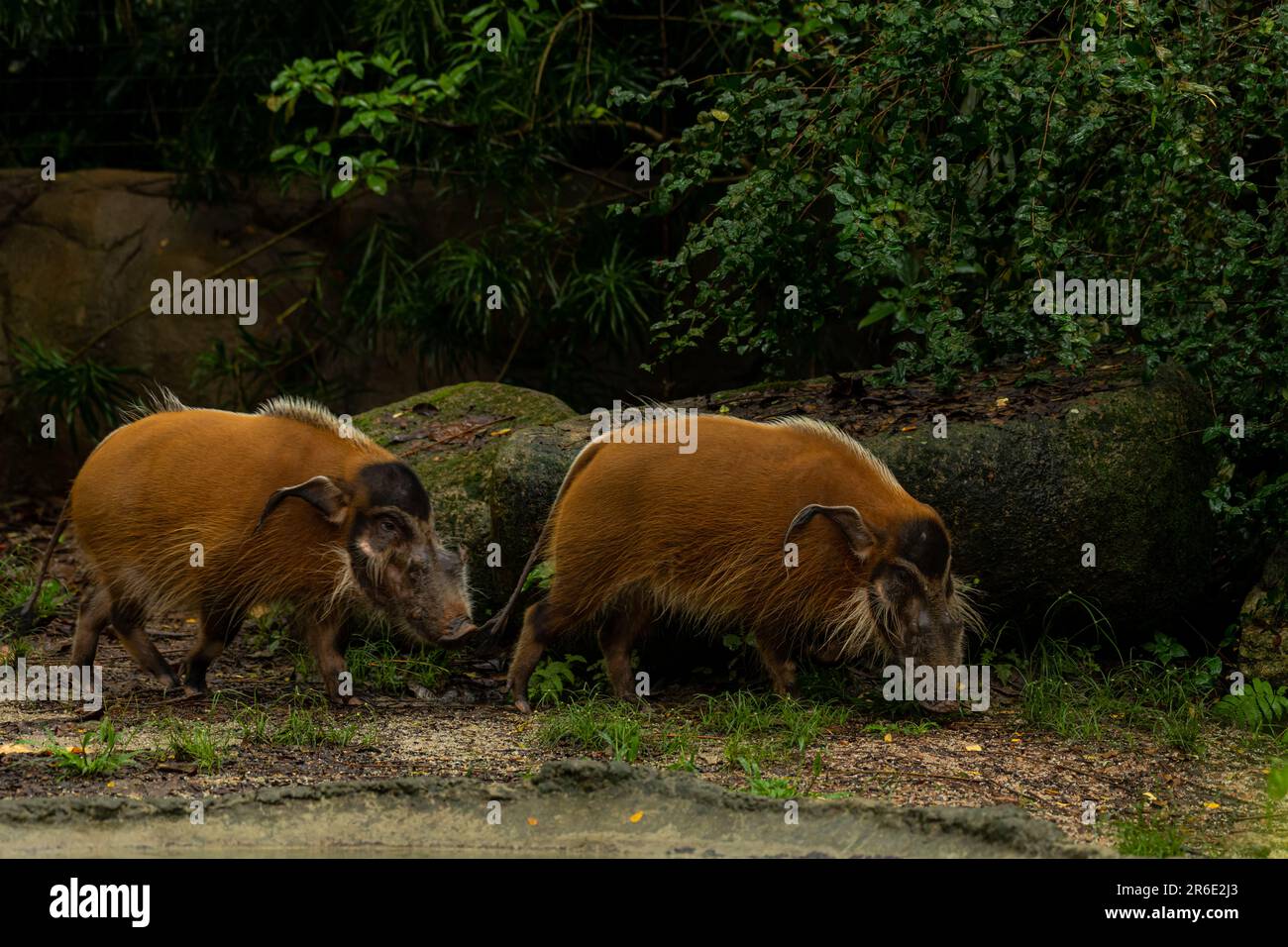 Red river hogs are omnivores and in the wild, eat a variety of foods