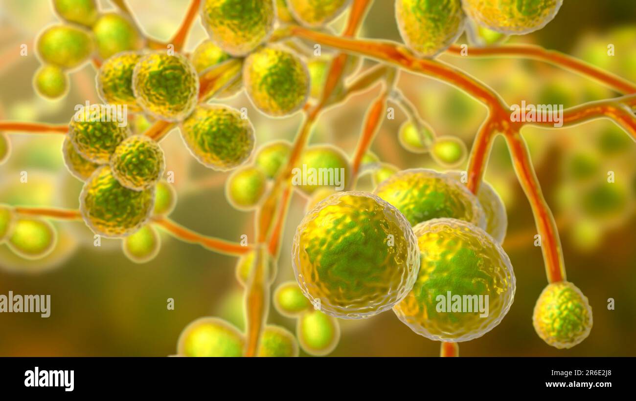 Computer illustration of the unicellular fungus (yeast) Candida auris