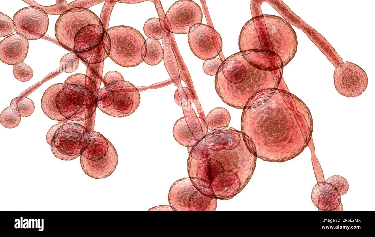 Computer illustration of the unicellular fungus (yeast) Candida auris