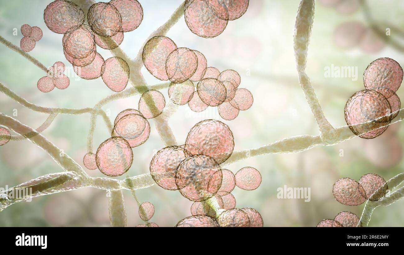 Computer illustration of the unicellular fungus (yeast) Candida auris. C. auris was first