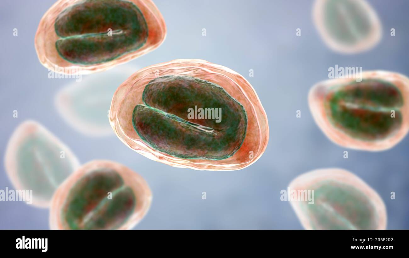 Threadworm (Enterobius vermicularis) eggs containing worm larvae