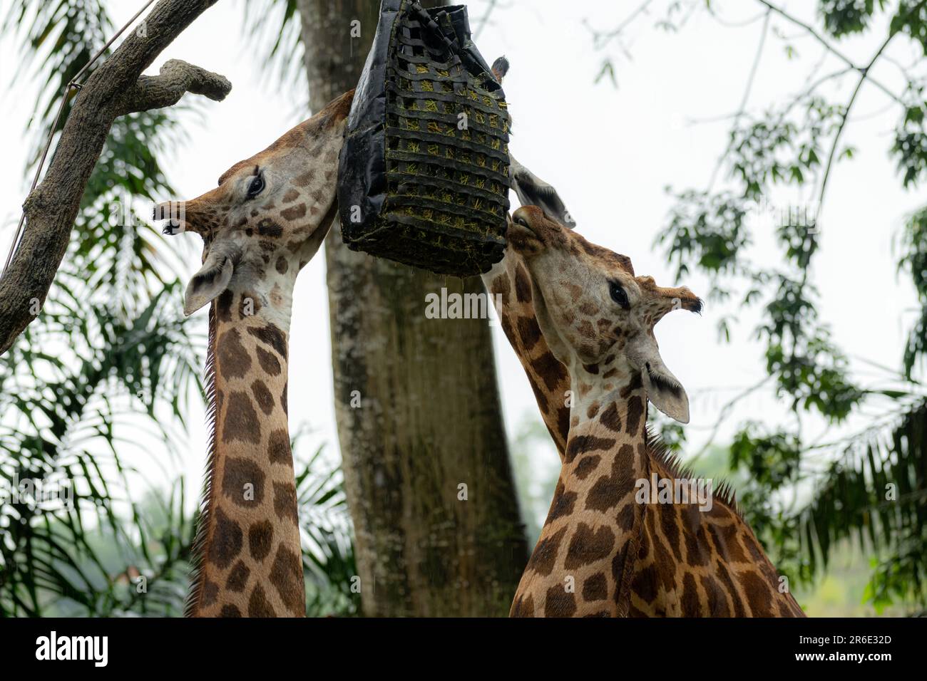 a group of giraffe eat leaves in the zoo of Singaporeclose upon heads Stock Photo