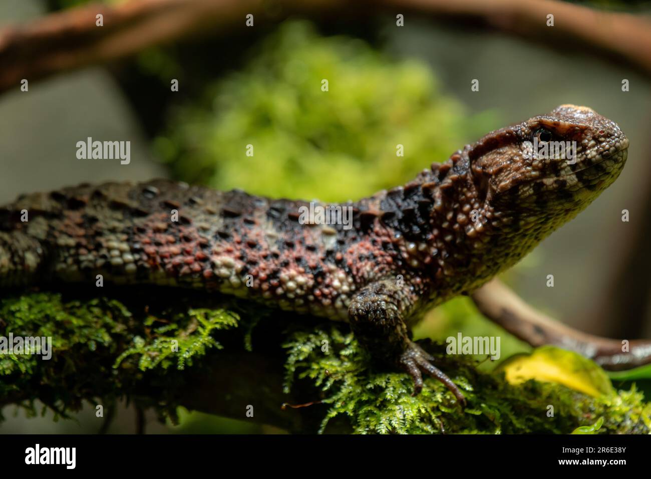 In profile close-up of a chinese crocodile lizard. (Shinisaurus crocodilurus), selective focus with copy space for text Stock Photo