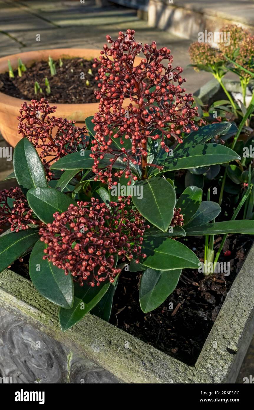 Close up of Skimmia japonica Rubella Rutaceae flowers flower in a trough pot container on a patio in spring England UK United Kingdom GB Great Britain Stock Photo