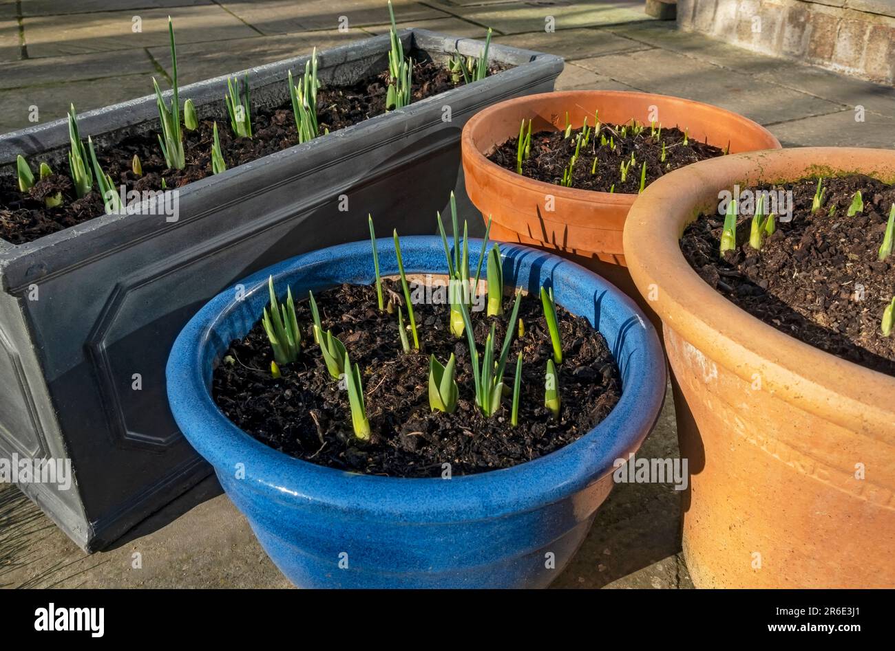Close up of green shoots of bulbs growing in a pot container pots containers in spring England UK United Kingdom GB Great Britain Stock Photo