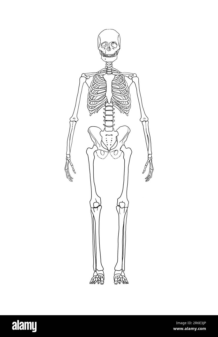 Skeletal System Easy To Draw - Skeleton Line Drawing Spaceman Hand Drawn Graphic Retro Illustration Overlay Layer Illustration 2R6E3JP