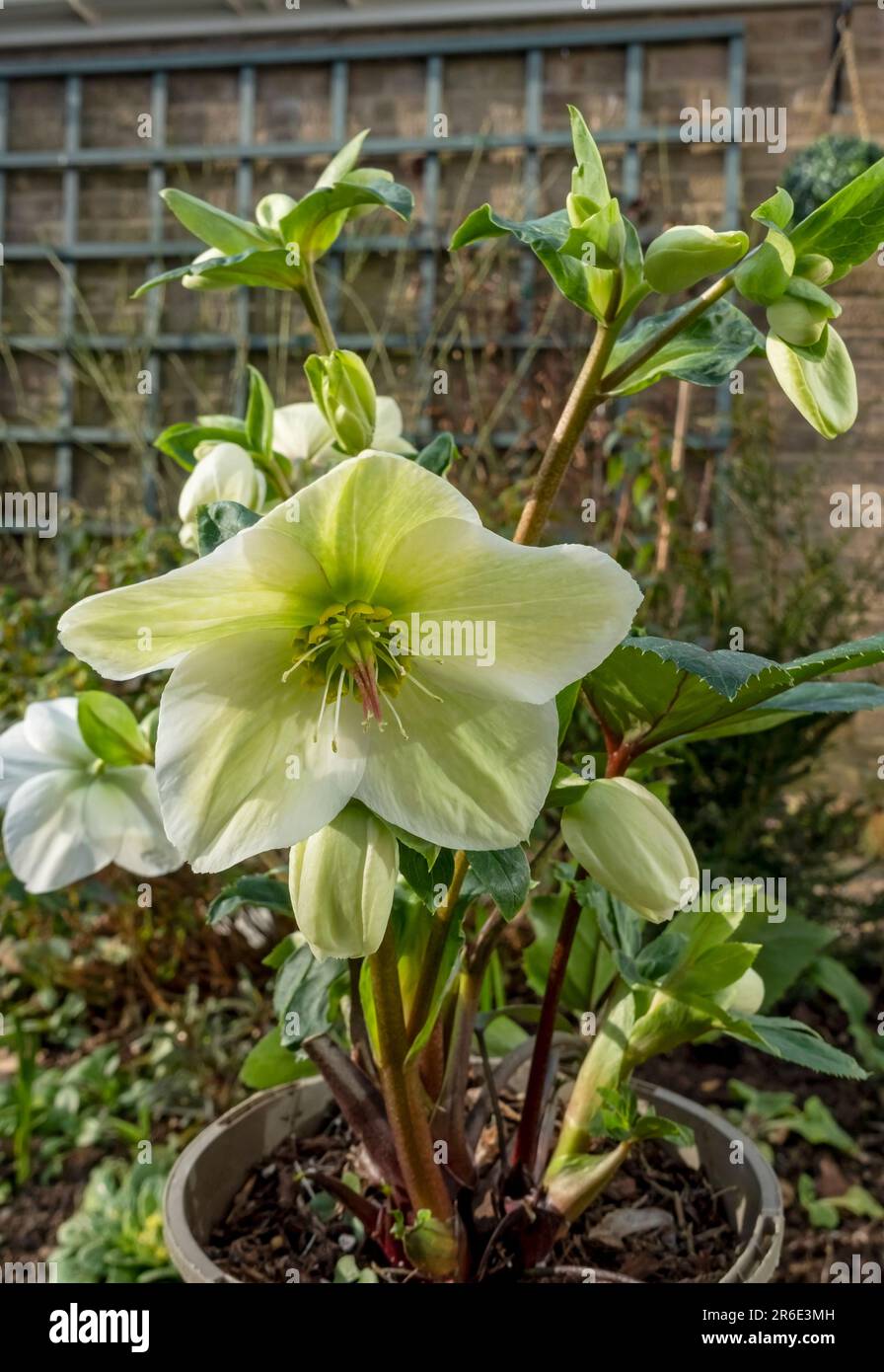 Close up of Christmas lenten rose Hellebore 'Ice n roses' cream flowers flowering plants plant in spring England UK United Kingdom GB Great Britain Stock Photo