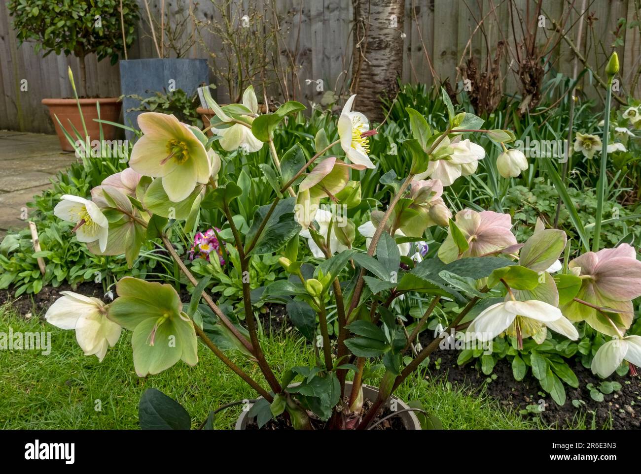 Close up of Christmas lenten rose Hellebore 'Ice n roses' cream flowers flowering plants plant in spring England UK United Kingdom GB Great Britain Stock Photo