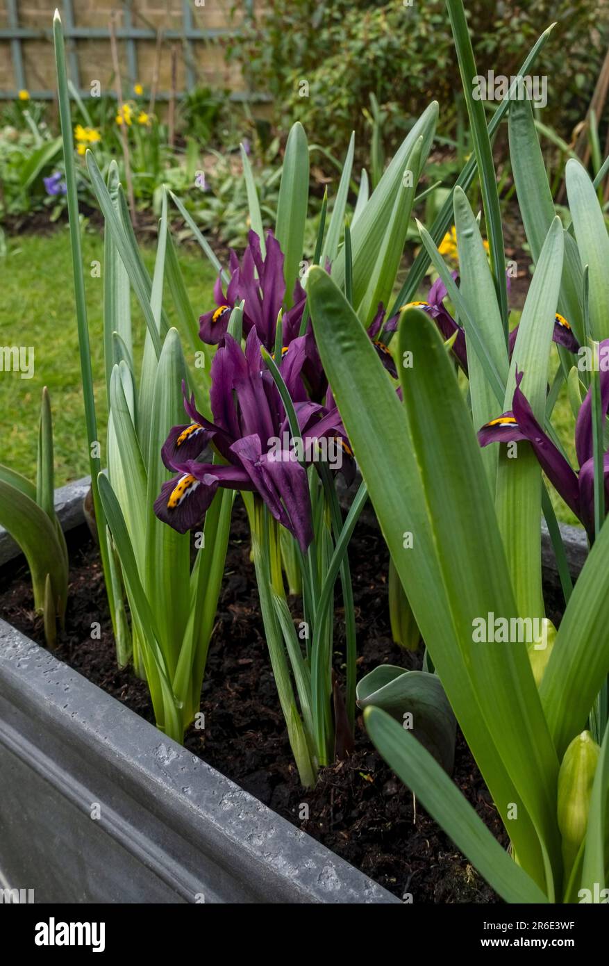 Close up of dwarf irises iris Reticulata purple flower flowers