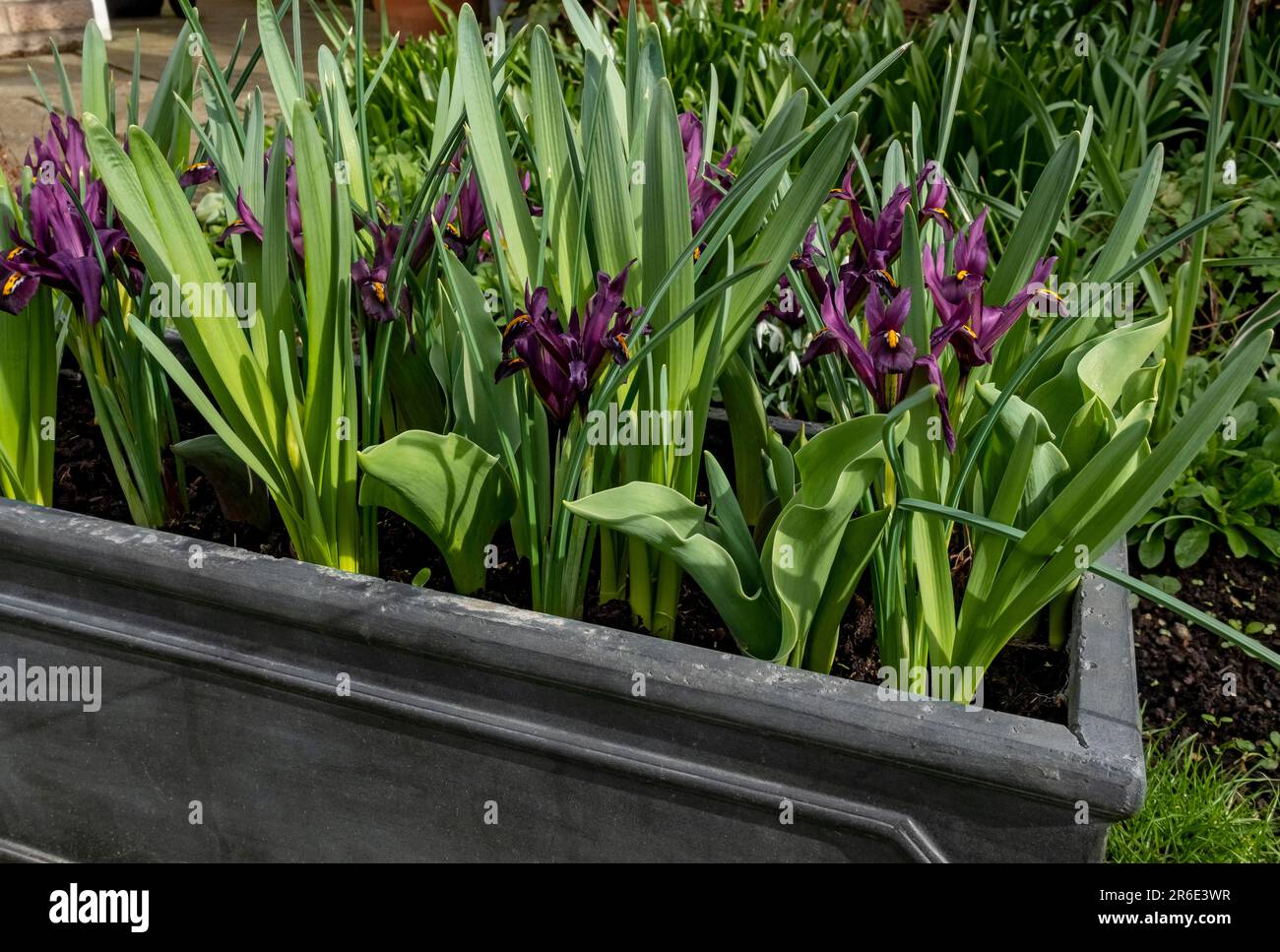 Close up of dwarf irises iris Reticulata purple flower flowers