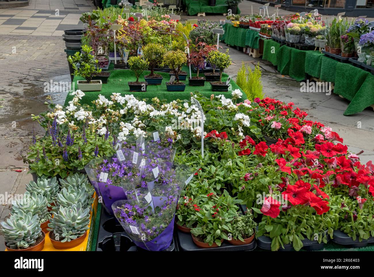 Plants flowers for sale selling on outdoor market stall stalls in the city centre in summer York North Yorkshire England UK Britain Stock Photo