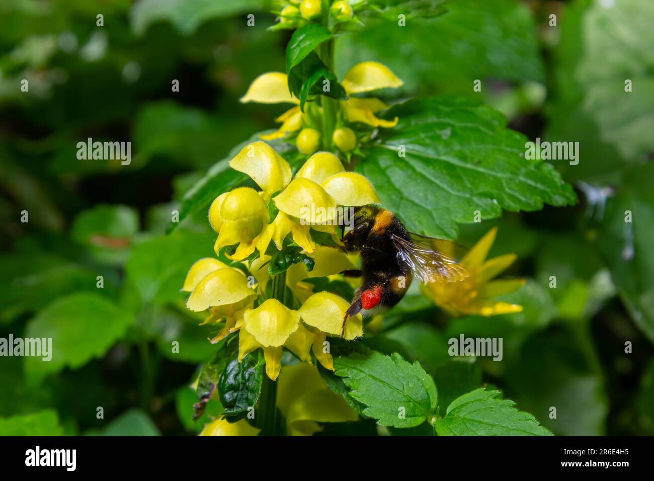 Bombus terrestris pollinating Yellow archangel Lamium galeobdolon in the forest summer sunny day. Stock Photo