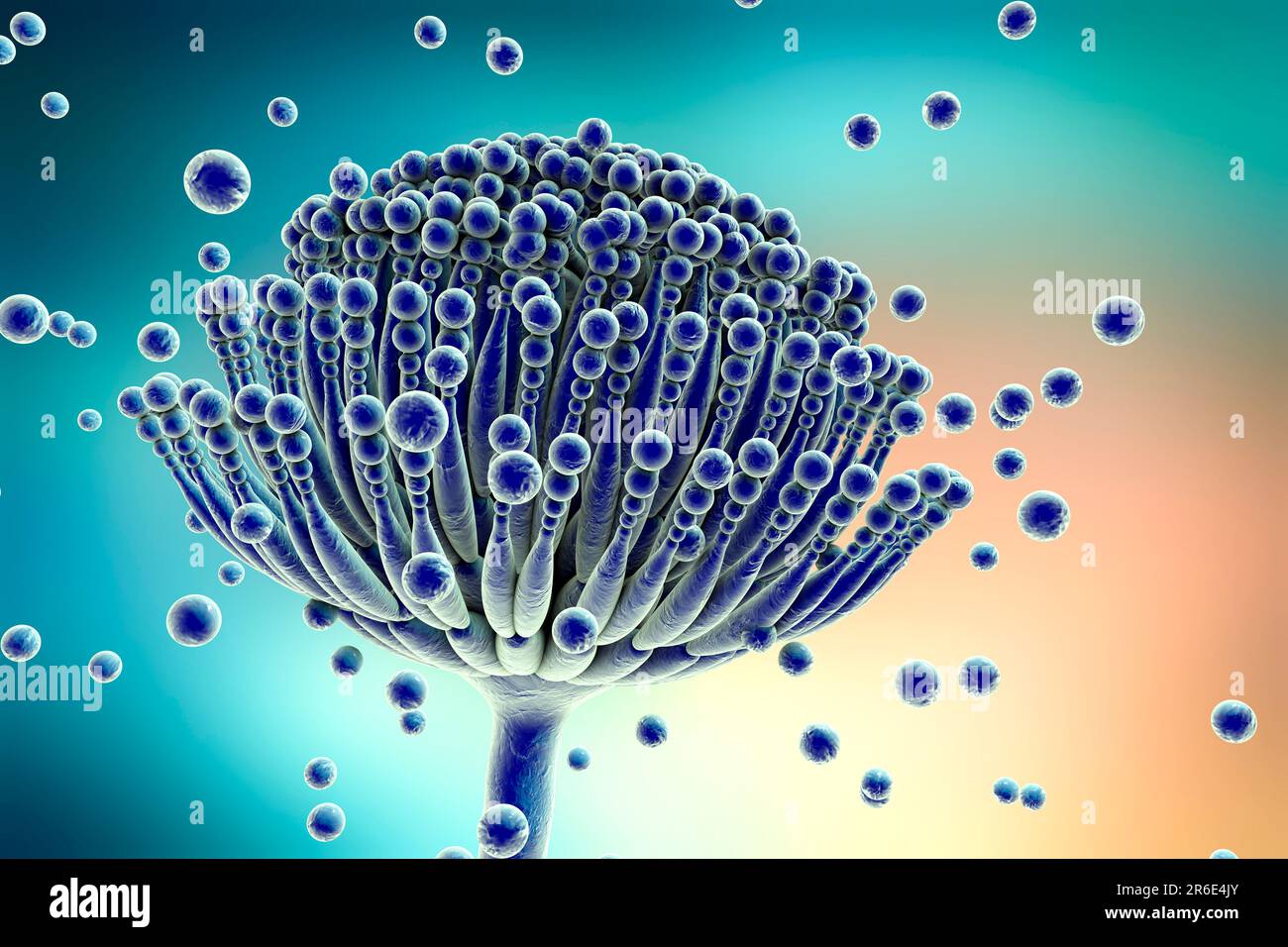 Aspergillus fungus, computer illustration. This is a toxic fungus that causes diseases in humans. These include fungal ear, lung and skin infections ( Stock Photo