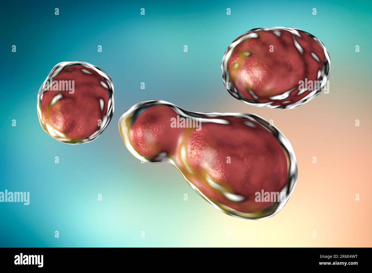 Cryptococcus neoformans fungus, computer illustration. C. neoformans is a yeast-like fungus that reproduces by budding. An acidic mucopolysaccharide c Stock Photo