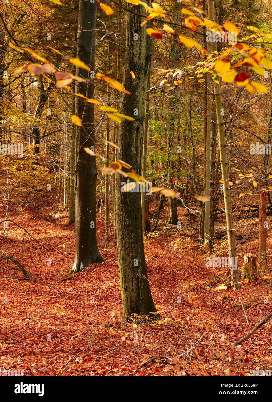 Forest, trees and autumn landscape, nature and travel, environment and ...