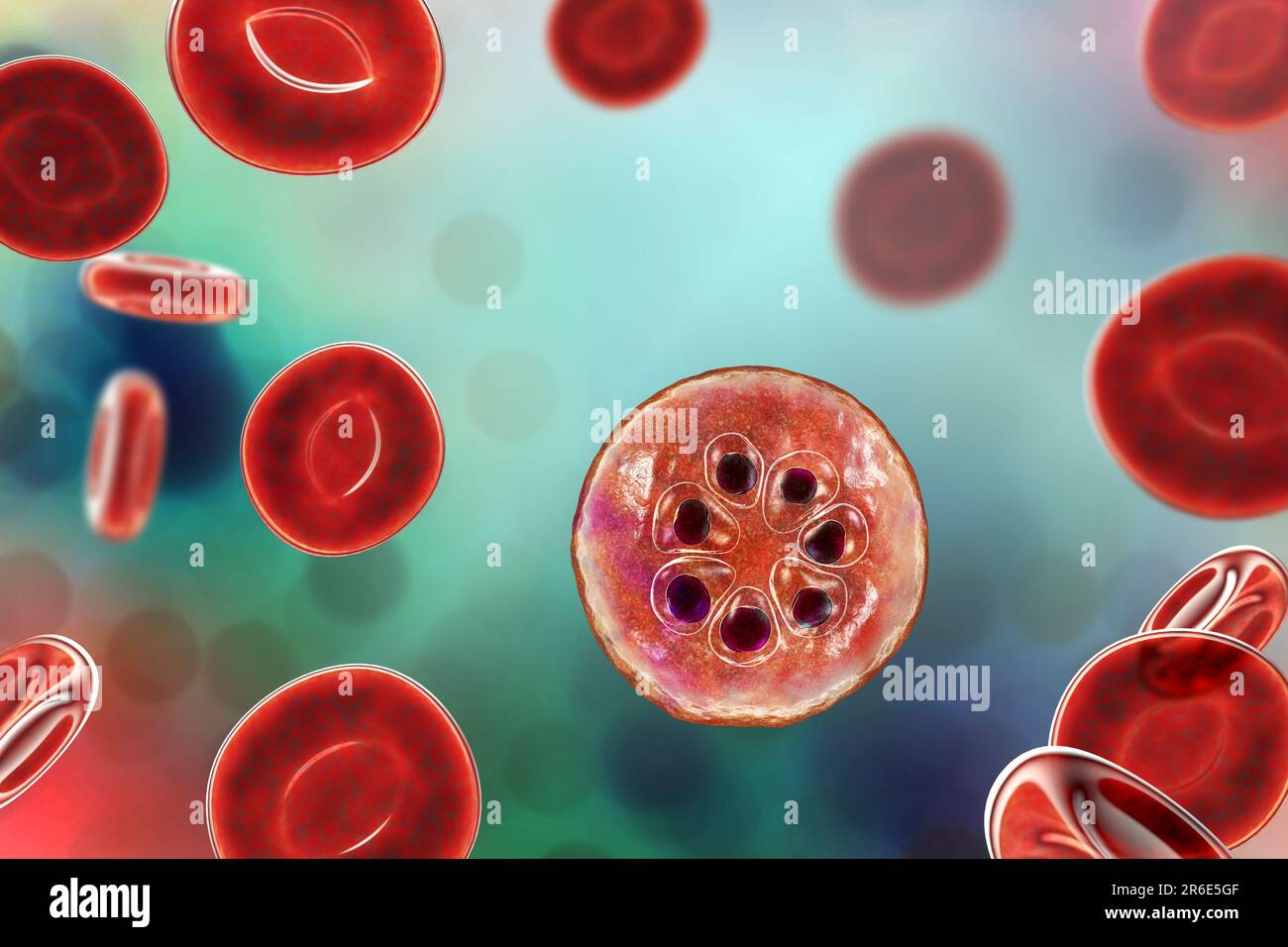 Protozoan Plasmodium malariae inside red blood cells, computer artwork ...