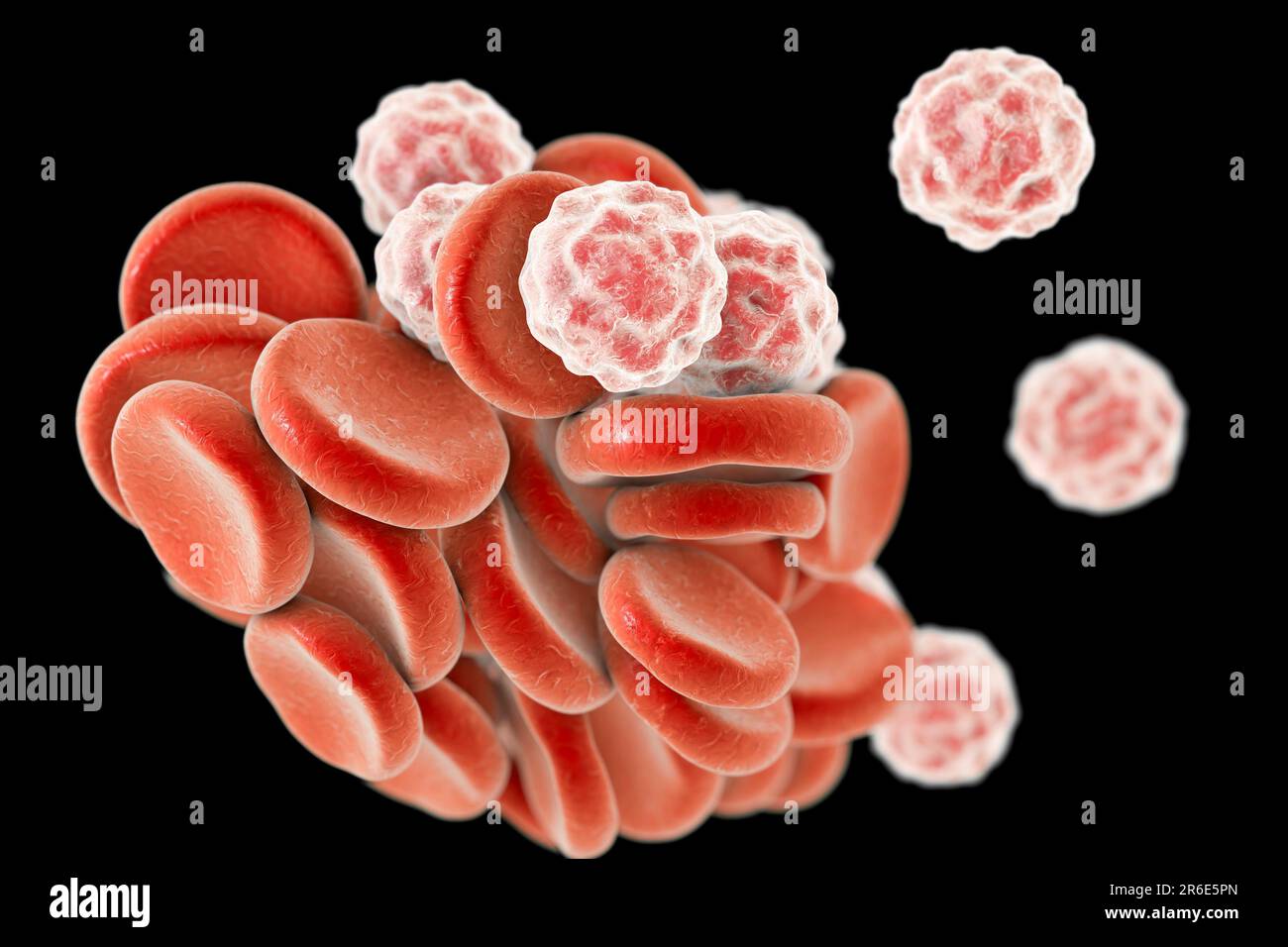 Computer illustration of red and white blood cells Stock Photo Biology Diagrams