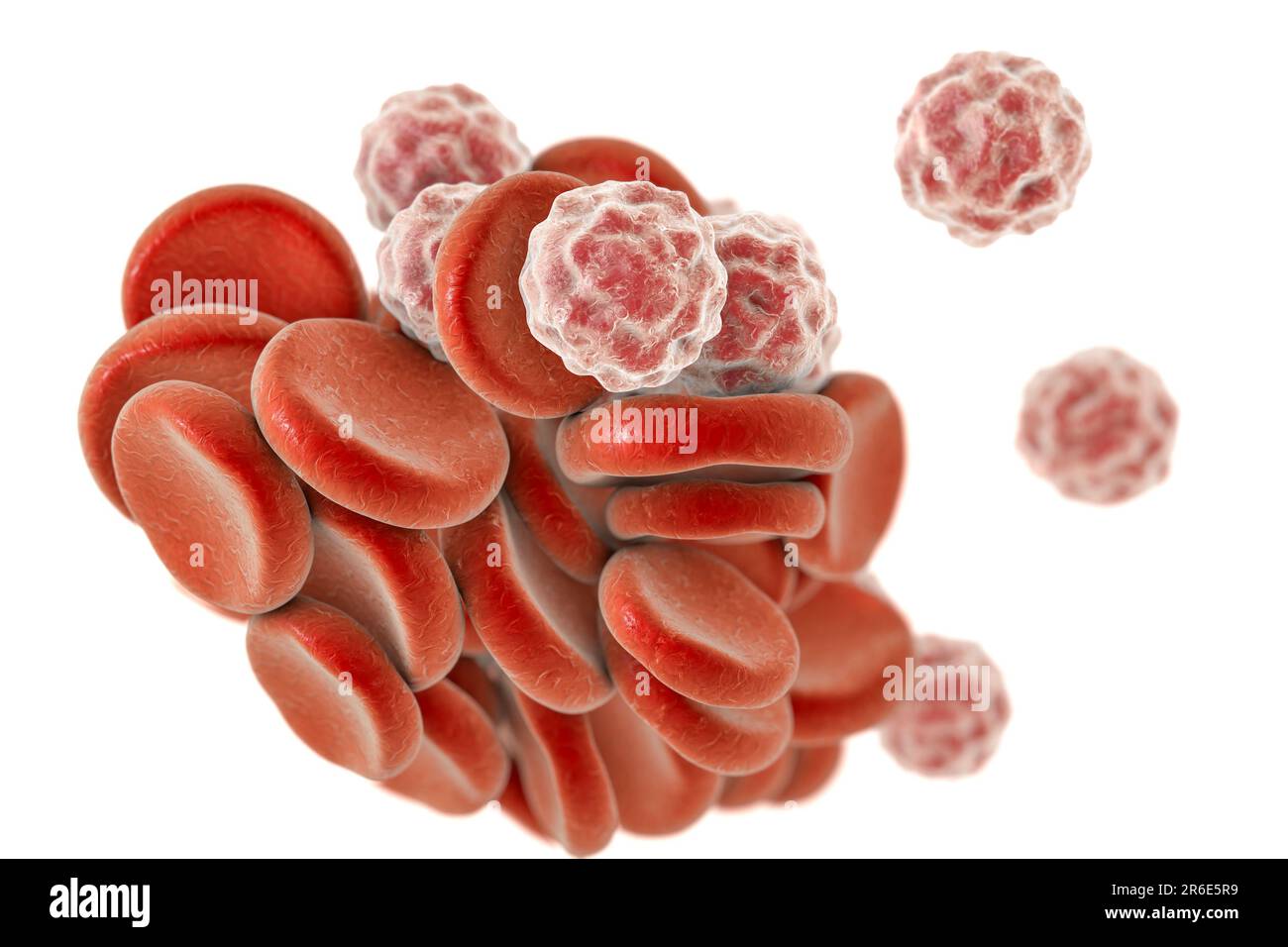 Computer illustration of red and white blood cells Stock Photo - Alamy
