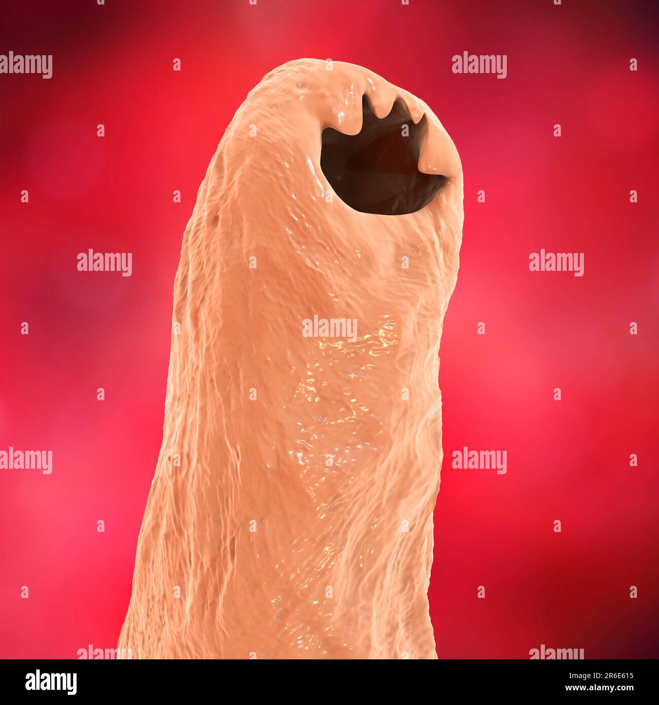 Ancylostoma Hookworm