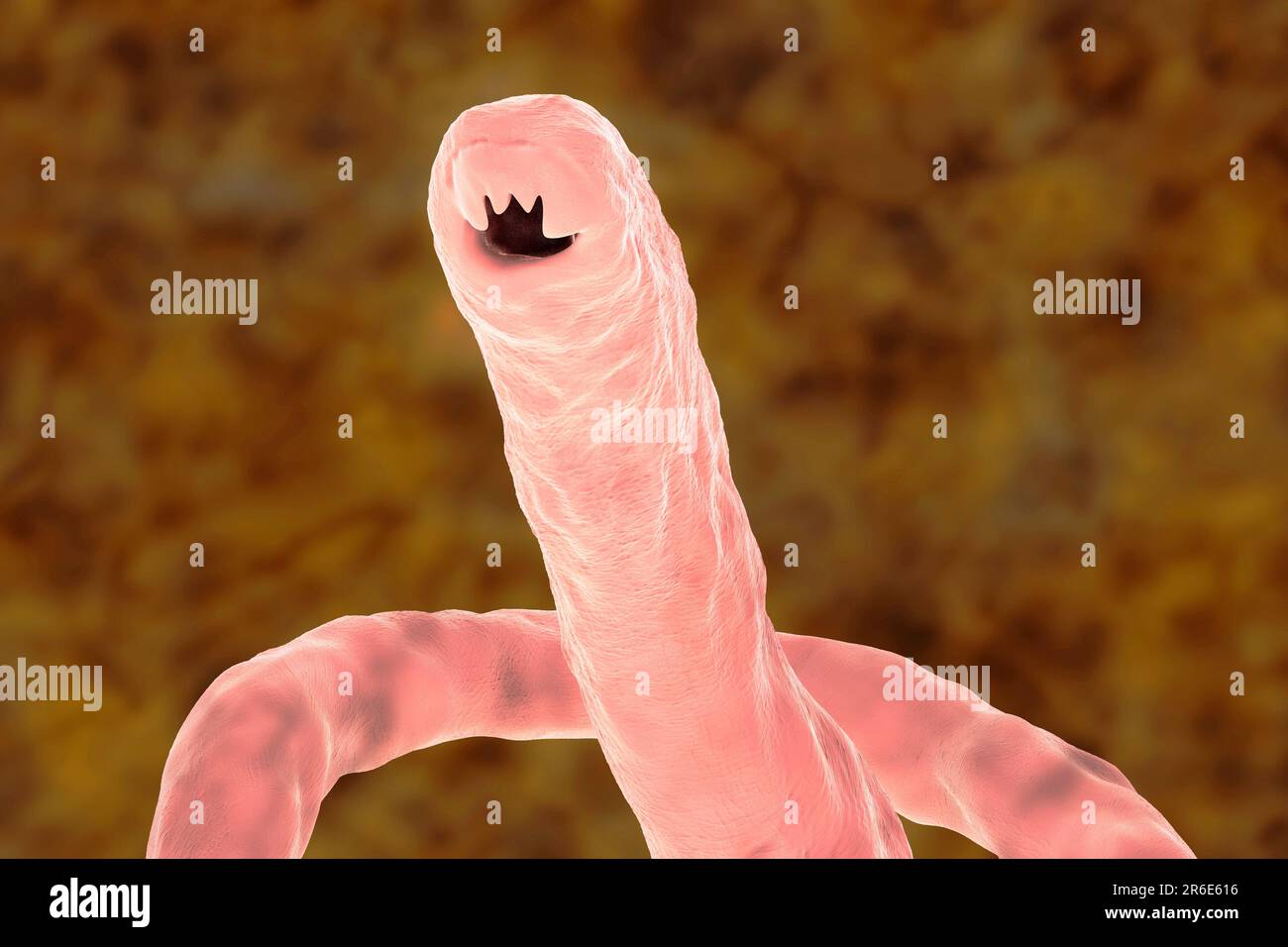 Hookworm nematode hi-res stock photography and images - Alamy