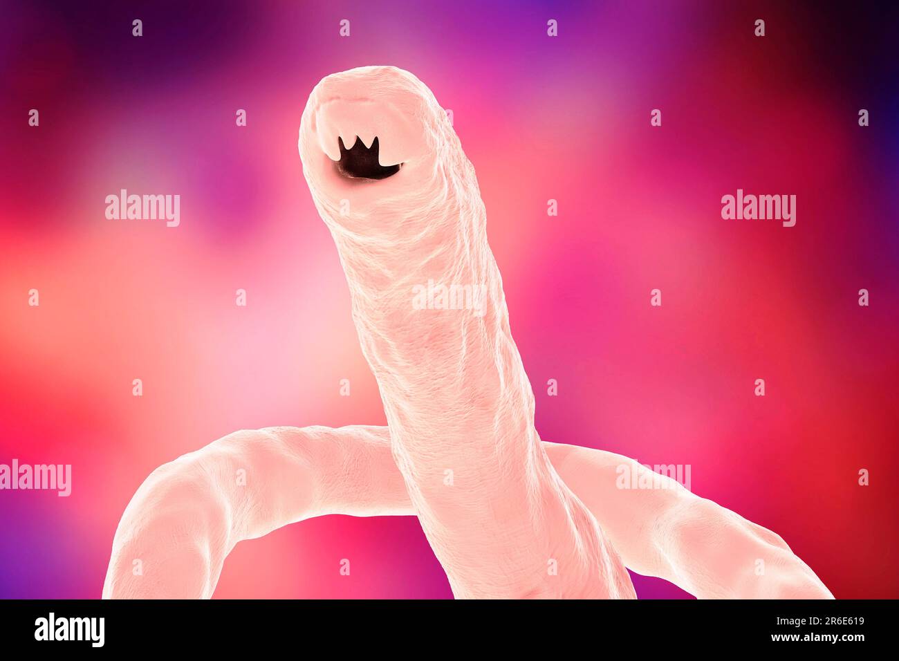 Computer illustration of the head of the parasitic hookworm