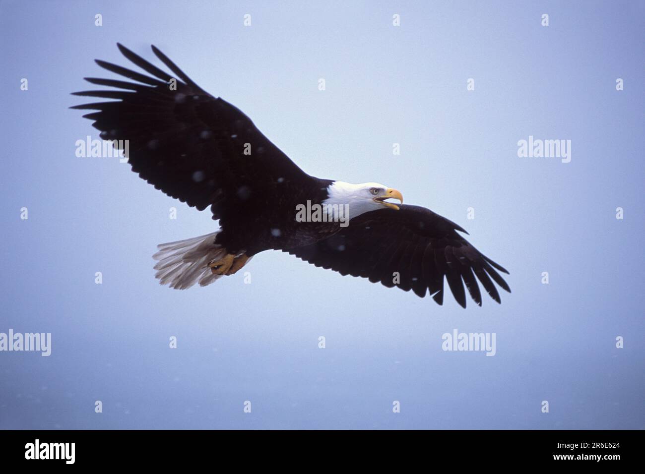 Adult Bald Eagle In Flight, Southcentral Alaska Stock Photo