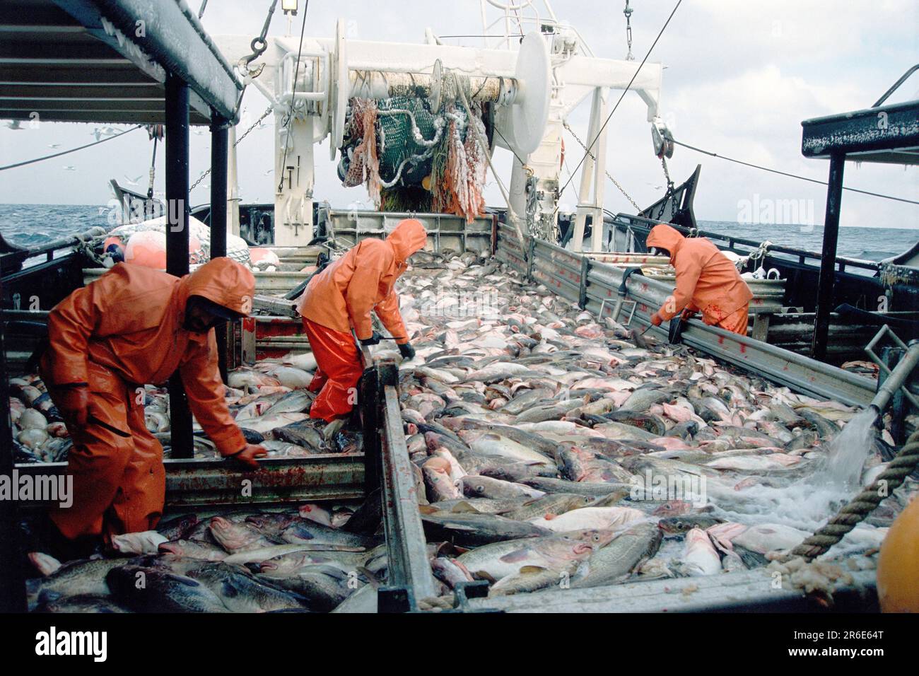 Commercial Fisherman Processing a Catch of Pacific Rock Cod, Gulf of