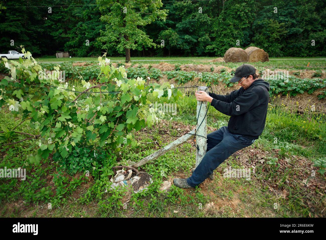 Trace does chores and straightens the grape vine at the farm at Circle Acres Stock Photo