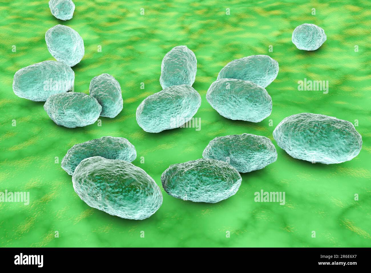 Computer illustration of Haemophilus influenzae, coccobacillus prokaryote (often exhibiting coccoid and bacilli shapes); causes meningitis in children Stock Photo