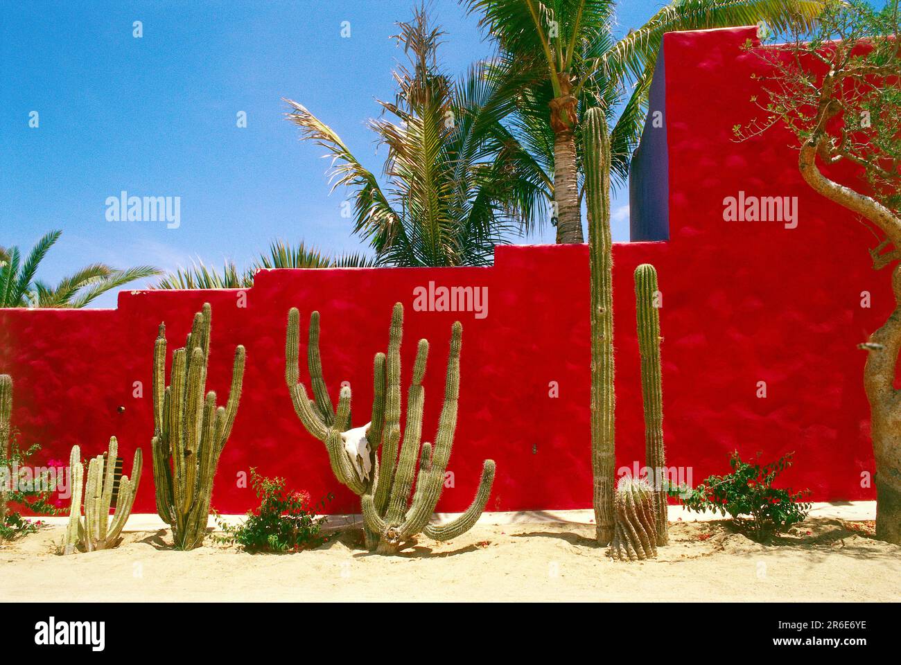 Desert cactus and red wall in Cabo San Lucas, Mexico Stock Photo