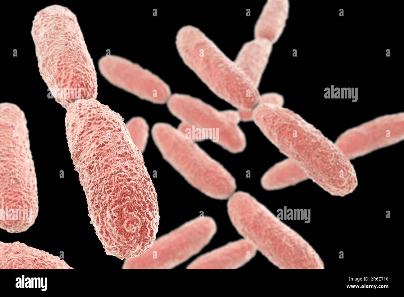 Klebsiella pneumoniae bacteria, computer illustration. K. pneumoniae are Gram-negative, encapsulated, non-motile, enteric, rod prokaryote. This specie Stock Photo