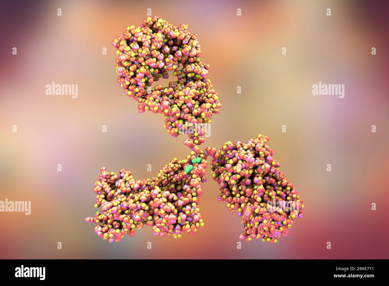 Illustration showing the structure of an antibody, or immunoglobulin