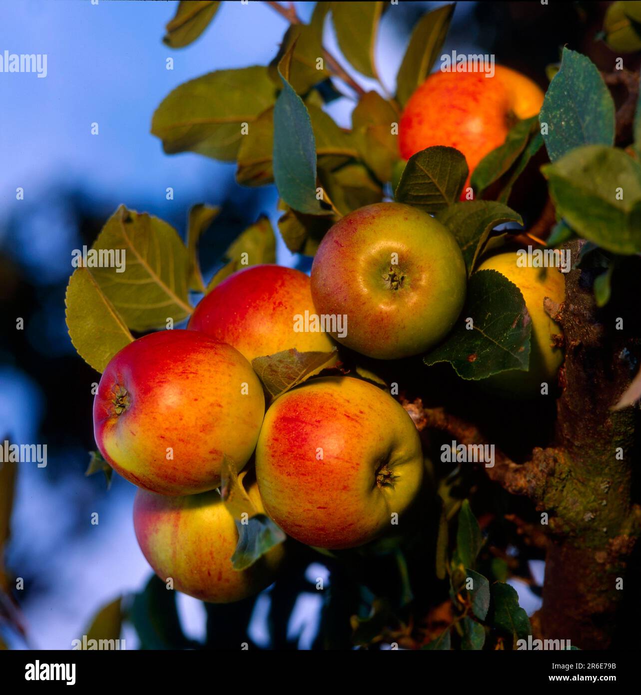 Gold Parmaene Ripe apples on the tree Stock Photo