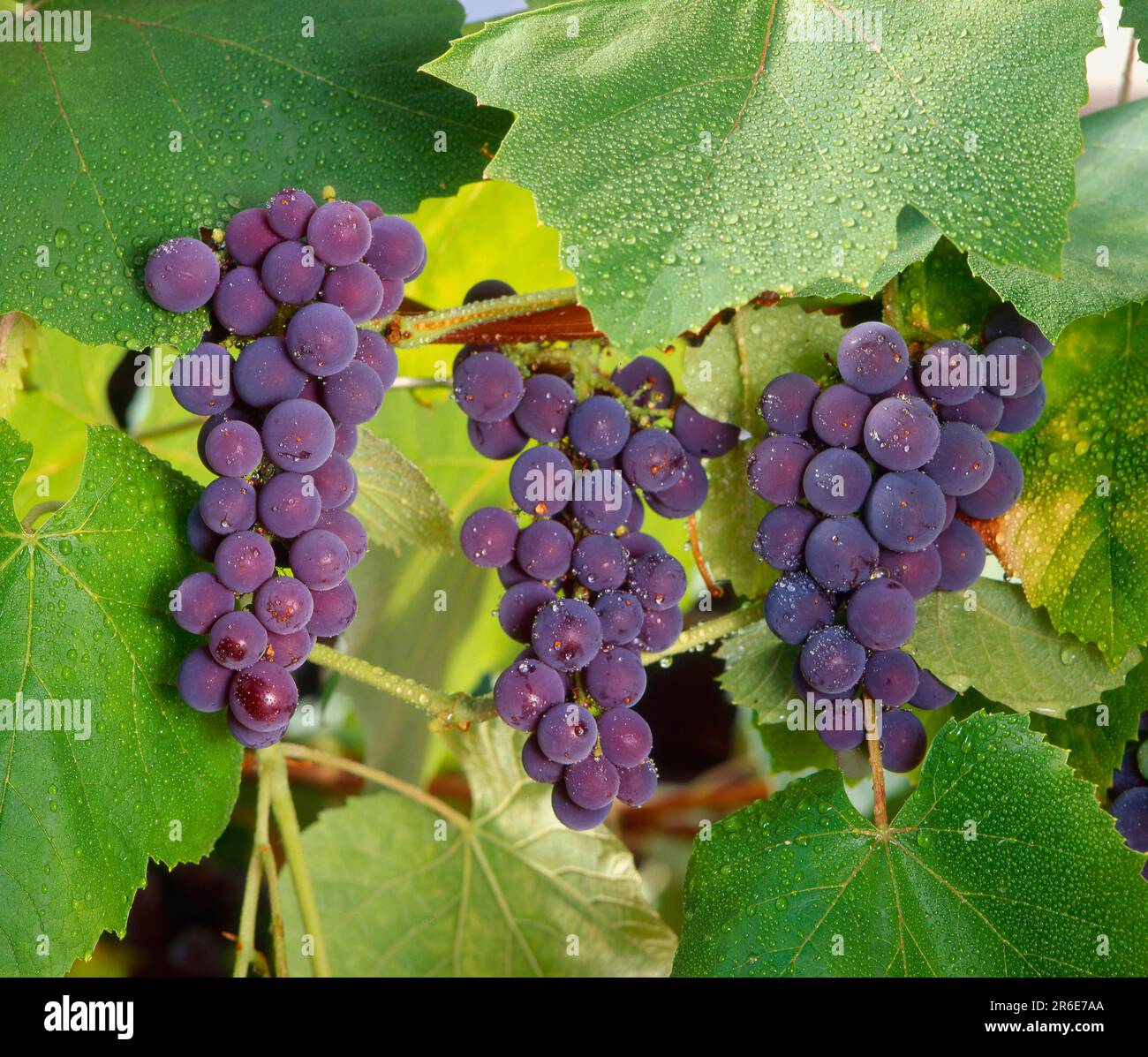 Blue grapes (Vitis vinifera) on the vine, noble vine Stock Photo