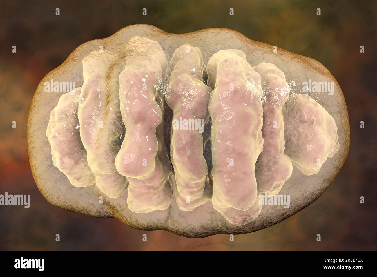 Organelle Computer A single mitochondrion, computer illustration. These organelles act as ...