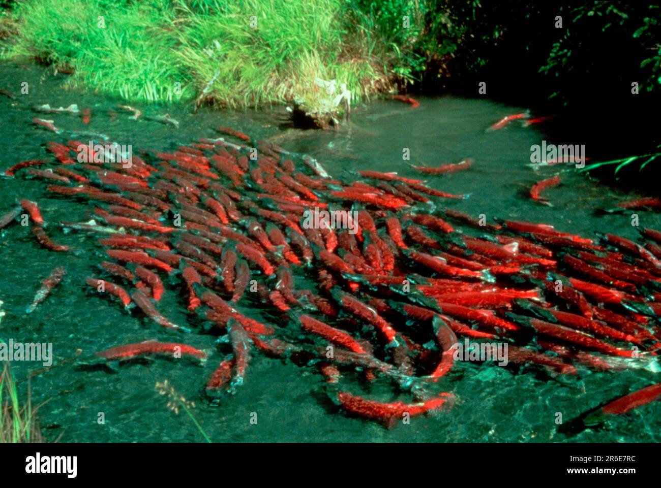 Migrating Salmons, Alaska, USA (Oncorhynchus) Stock Photo