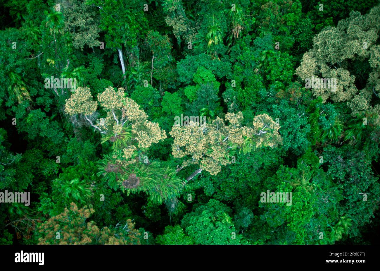 Australian rainforest aerial hi-res stock photography and images - Alamy