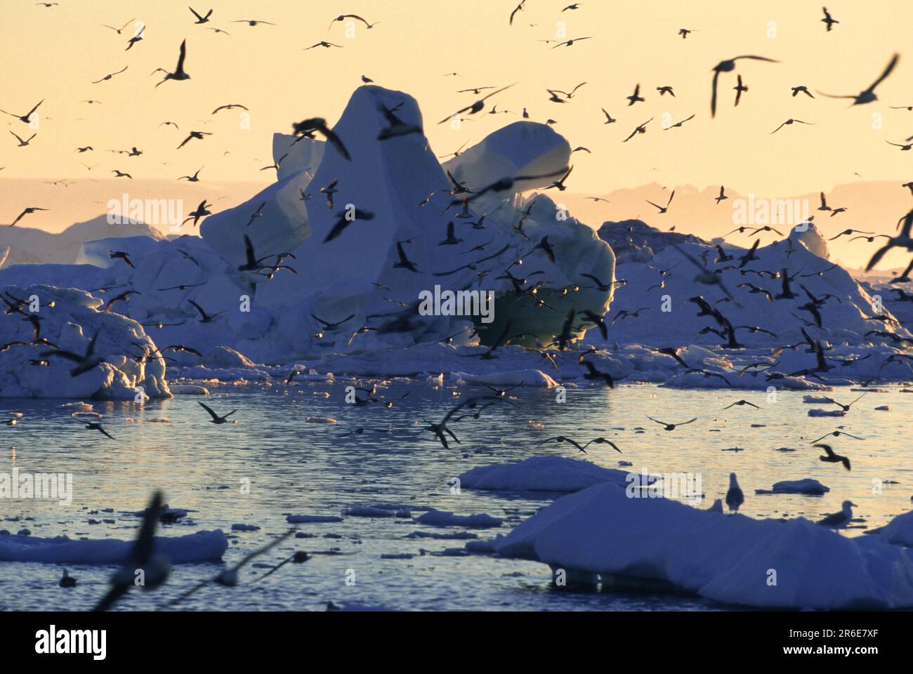 Flock of seagulls in front of iceberg in the midnight sun, Diskobay, Greenland Stock Photo