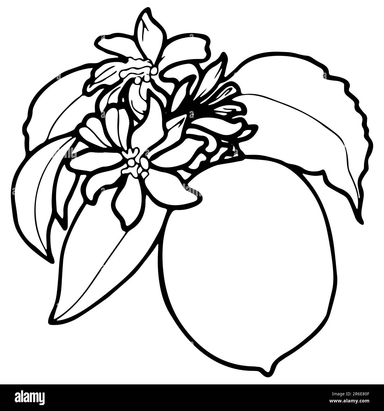 Contour drawing of lemon with leaves and flowers. JPEG hand drawn botanical illustration. Stock Photo