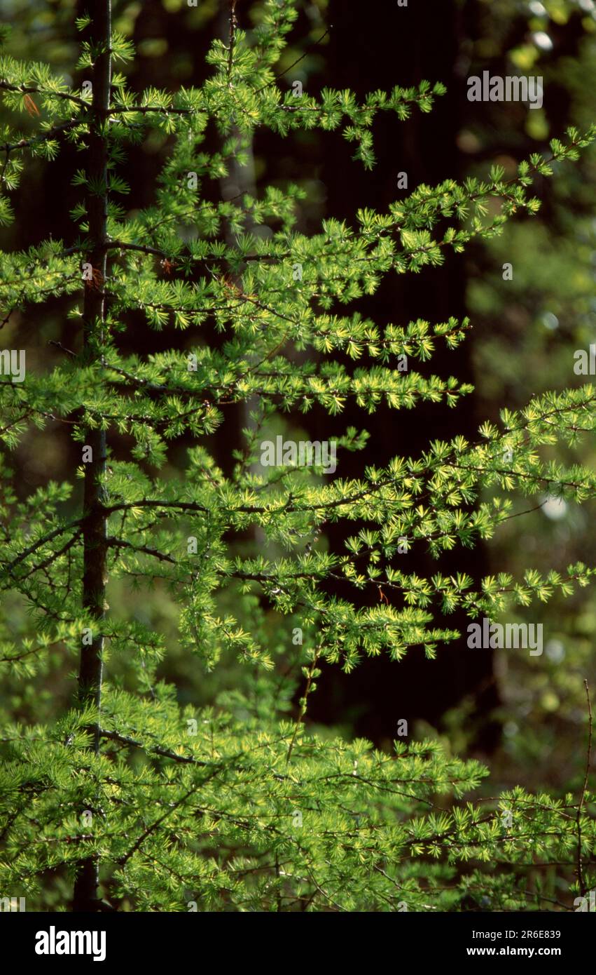 Siberian Larch (Larix Sibirica), Lake Baikal, Siberia, Taiga, Russia ...