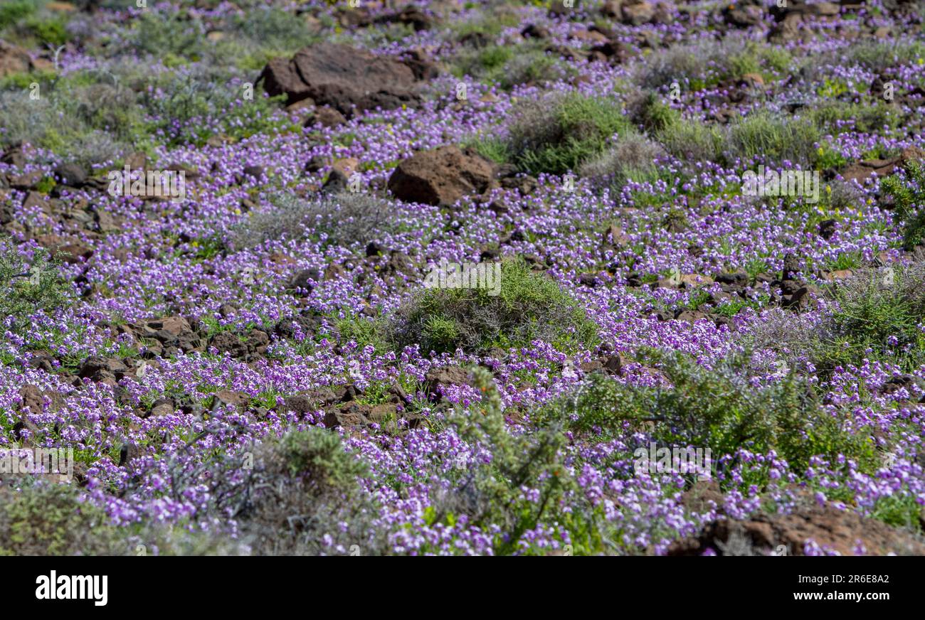 Bolles Levkoje (Matthiola bolleana) - endemic plant on Fuerteventura Stock Photo